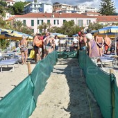 Arma di Taggia, concluso il monitoraggio al nido: oltre 80 tartarughe nate, 50mila le persone collegate in streaming Arma di Taggia, concluso il monitoraggio al nido: oltre 80 tartarughe nate, 50mila le persone collegate in streaming