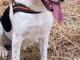 Chiusavecchia: canile "Gli Ulivi" il cagnolino Toby cerca casa