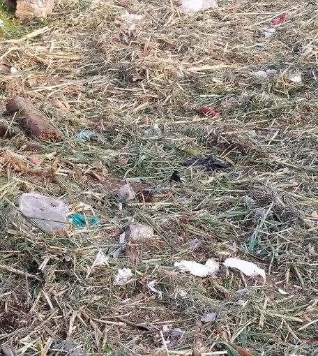 Bordighera: dopo la pulizia degli alvei, un lettore "Bisognerebbe rimuovere anche i rifiuti" (Foto) Bordighera: dopo la pulizia degli alvei, un lettore "Bisognerebbe rimuovere anche i rifiuti" (Foto)
