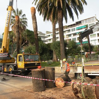 Sanremo: abbattute alcune palme nella zona dei giardini di via Anselmi Sanremo: abbattute alcune palme nella zona dei giardini di via Anselmi
