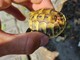 Camporosso, “Emergenza Val Nervia&quot; di Dolceacqua salva piccola tartaruga ferita (Video)