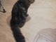 Sanremo: smarrito il gatto 'Tigrotto' in zona San Giovanni, l'appello dei proprietari (Foto)