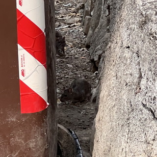 Sanremo: topi attorno ai bidoni dell'immondizia in via Galileo Galilei, la protesta dei residenti (Foto) Sanremo: topi attorno ai bidoni dell'immondizia in via Galileo Galilei, la protesta dei residenti (Foto)