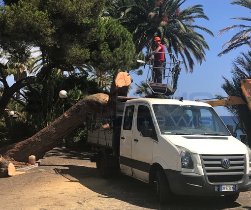 Sanremo: rimosso l'albero caduto ieri sera sulla passeggiata dell'Imperatrice (Foto)