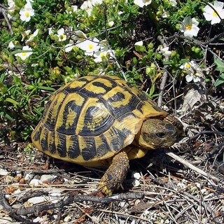 La Testudo Hermanni (immagine di repertorio) La Testudo Hermanni (immagine di repertorio)