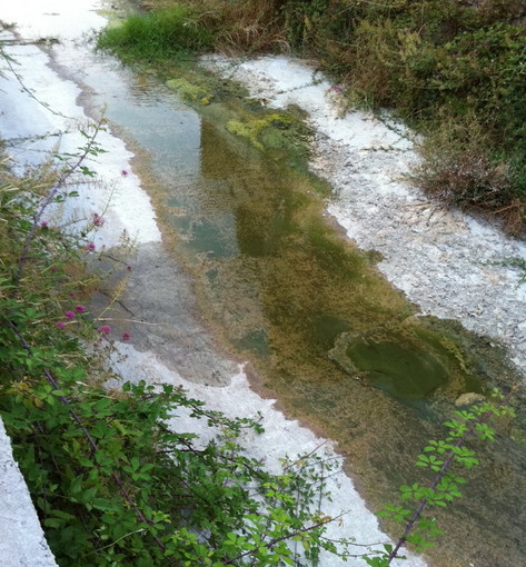 Bordighera: torrente in situazione di degrado, mail e foto di un nostro lettore Bordighera: torrente in situazione di degrado, mail e foto di un nostro lettore