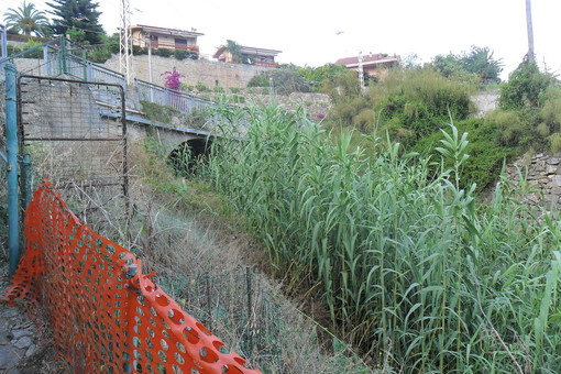 Ospedaletti: lettore segnala un torrente pieno di arbusti secchi ed a rischio incendio Ospedaletti: lettore segnala un torrente pieno di arbusti secchi ed a rischio incendio