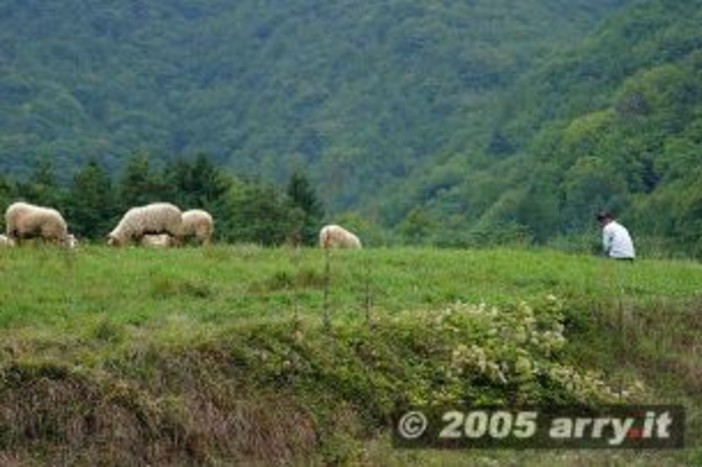 Mendatica: nel prossimo weekend si svolge la 6a edizione della Festa della Transumanza
