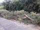 Sanremo: tronco cade sulla strada per il carcere di Valle Armea, intervento di Polizia Municipale e Vigili del Fuoco (Foto)
