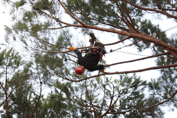 Il comune di Ospedaletti ospita per la prima volta un corso di Tree Climbing e arboricoltura Il comune di Ospedaletti ospita per la prima volta un corso di Tree Climbing e arboricoltura