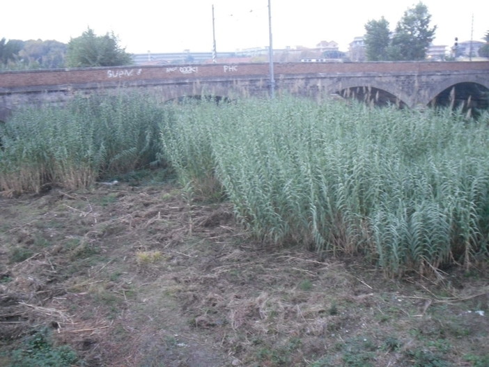 Camporosso: il Sindaco Civardi vieta il transito pedonale sulla passeggiata, sulla spiaggia e nell'oasi faunistica