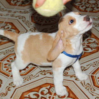 Ventimiglia: domenica al 'Desbaratu' si potranno comprare i calendari della 'Lega del Cane'