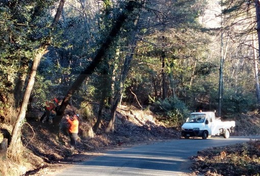 Perinaldo: alberi pericolanti a causa del vento, tre agenti della Provinciale si 'armano' di motoseghe e risolvono in 4 ore (Foto) Perinaldo: alberi pericolanti a causa del vento, tre agenti della Provinciale si 'armano' di motoseghe e risolvono in 4 ore (Foto)