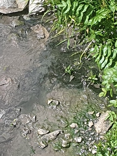 Imperia: riversamento fognario sul Caramagna, Zarbano "Serve una maggiore manutenzione in tutta la città"