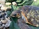 A Diano Marina soccorsa una tartaruga marina: la 'Caretta caretta' è in cura all’acquario di Genova
