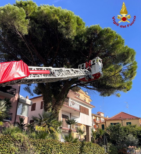 Santo Stefano al Mare: ramo pericolante sulla statale Aurelia, intervento dei Vigili del Fuoco (Foto) Santo Stefano al Mare: ramo pericolante sulla statale Aurelia, intervento dei Vigili del Fuoco (Foto)