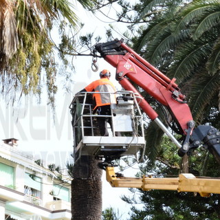 Sanremo: torna il Punteruolo Rosso nelle palme della città, saranno abbattute 11 piante