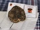 Inizia oggi la stagione di raccolta del tartufo della Valle Bormida, grande attesa per la Festa Nazionale di Millesimo