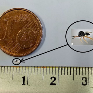 Pontedassio: sabato prossimo il primo rilascio in assoluto nel Ponente ligure del Trissolcus Japonicus