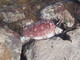 Bordighera: degrado e sporcizia all'Arenella, c'è anche una tartaruga incastrata tra gli scogli