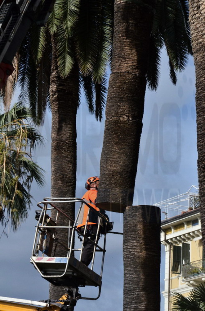 Sanremo: il 'Punteruolo Rosso' si allarga a macchia d'olio, affidati lavori di risanamento anche ad una ditta privata