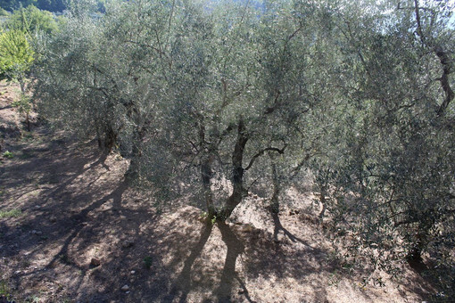 Caso Taggiasca-Giuggiolina: De Ferrari (M5S) “No a riconoscimento restrittivo del dop. avviare percorso partecipato per tutelare prodotto e piccoli produttori”