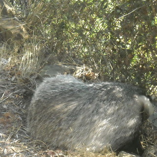 Sanremo: agente della Polizia salva un Tasso, consegnandolo ai veterinari dell'Asl