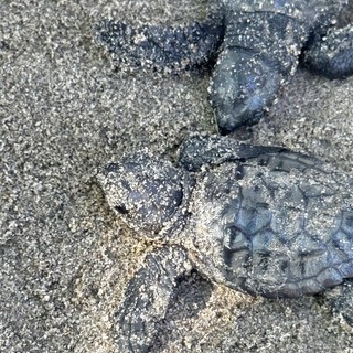 La Liguria dà il benvenuto alle prime tartarughine del 2026: individuati sei piccoli esemplari La Liguria dà il benvenuto alle prime tartarughine del 2026: individuati sei piccoli esemplari