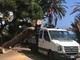 Sanremo: rimosso l'albero caduto ieri sera sulla passeggiata dell'Imperatrice (Foto)