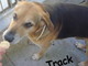 Enpa di Sanremo: il cagnolino Track ha bisogno di una nuova casa Enpa di Sanremo: il cagnolino Track ha bisogno di una nuova casa
