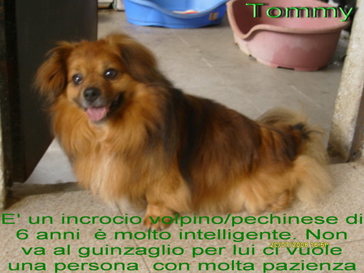 Lega del Cane: ecco i cani da adottare ad Imperia Lega del Cane: ecco i cani da adottare ad Imperia