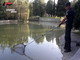 Trovate dai Forestali tre tartarughe appartenenti a specie pericolose nel laghetto di Lucinasco (Foto) Trovate dai Forestali tre tartarughe appartenenti a specie pericolose nel laghetto di Lucinasco (Foto)