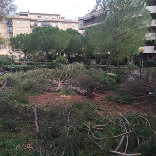 Vallecrosia: taglio degli alberi ai giardini pubblici, Quesada "Bisognava installare delle telecamere!"