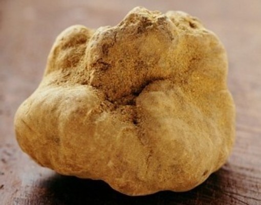 Domenica prossima gita alla Fiera del Tartufo Bianco di Alba con Anga Imperia