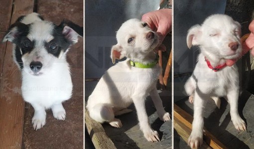 Tre cucciole cercano casa: taglia piccola in futuro ed è previsto un periodo di pre-affido Tre cucciole cercano casa: taglia piccola in futuro ed è previsto un periodo di pre-affido