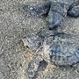 La Liguria dà il benvenuto alle prime tartarughine del 2026: individuati sei piccoli esemplari