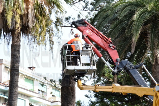 Sanremo: torna il Punteruolo Rosso nelle palme della città, saranno abbattute 11 piante