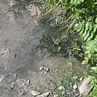 Imperia: riversamento fognario sul Caramagna, Zarbano "Serve una maggiore manutenzione in tutta la città"