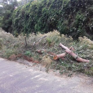 Sanremo: tronco cade sulla strada per il carcere di Valle Armea, intervento di Polizia Municipale e Vigili del Fuoco (Foto)