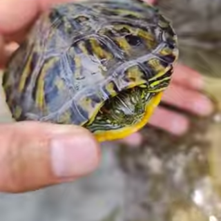 Ventimiglia, tartaruga d'acqua dolce incastrata tra gli scogli: salvata dal soccorso veterinario Val Nervia (Foto e video)