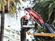 Sanremo: torna il Punteruolo Rosso nelle palme della città, saranno abbattute 11 piante