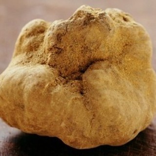 Domenica prossima gita alla Fiera del Tartufo Bianco di Alba con Anga Imperia