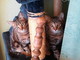 Sanremo: due gattine tigratine aspettano di essere adottate