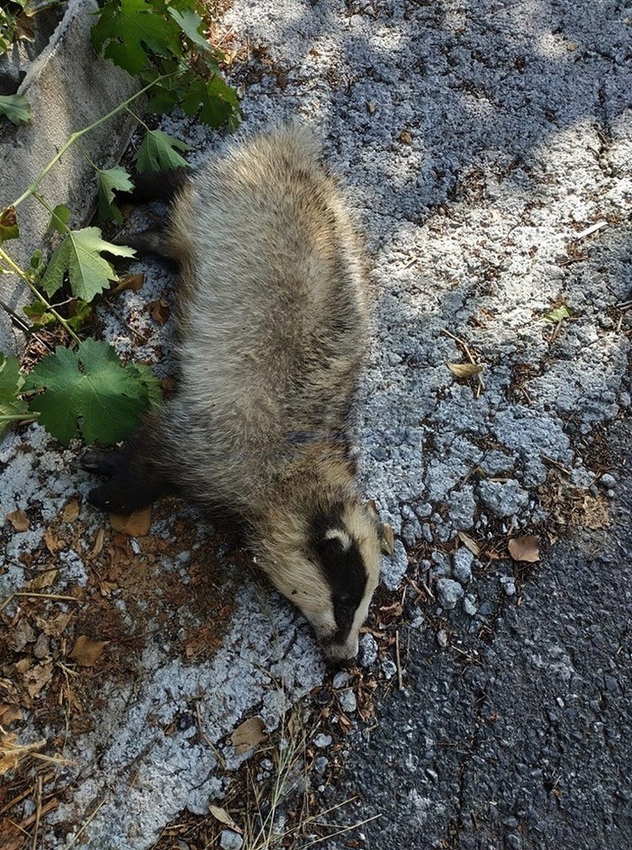 Sanremo: tasso trovato morto a bordo strada, la risposta del nostro lettore Gianni Calvi Sanremo: tasso trovato morto a bordo strada, la risposta del nostro lettore Gianni Calvi