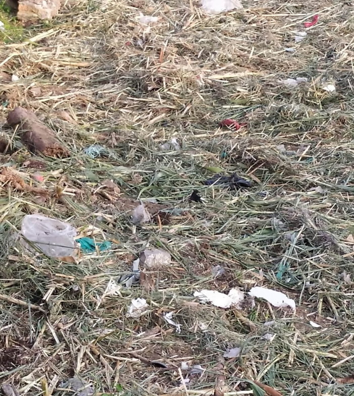 Bordighera: dopo la pulizia degli alvei, un lettore "Bisognerebbe rimuovere anche i rifiuti" (Foto) Bordighera: dopo la pulizia degli alvei, un lettore "Bisognerebbe rimuovere anche i rifiuti" (Foto)