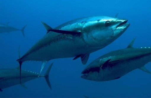 Pesca Tonno Rosso: l’Assessore Regionale Mai “I pescatori liguri devono poterlo pescare”