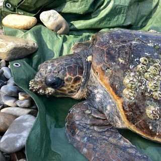 Tartarughe Caretta caretta, record di avvistamenti a giugno: cresce l’attesa per i primi nidi