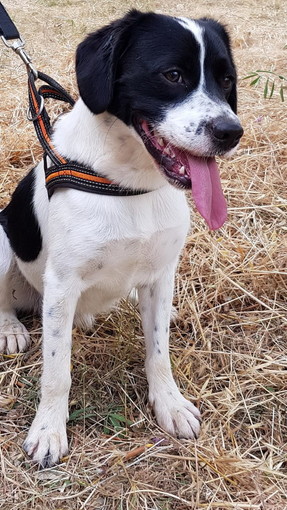 Chiusavecchia: canile "Gli Ulivi" il cagnolino Toby cerca casa