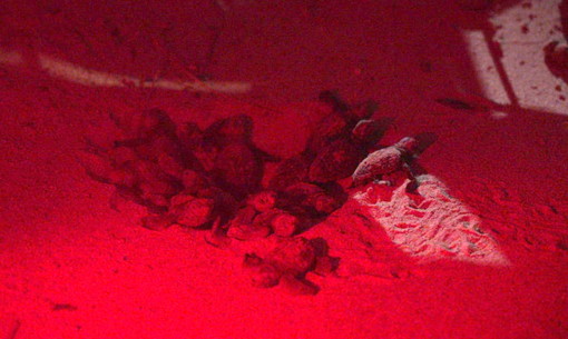 Arma di Taggia, nuova schiusa: altre 20 tartarughe Caretta Caretta in mare. Quasi terminato il periodo della schiusa Arma di Taggia, nuova schiusa: altre 20 tartarughe Caretta Caretta in mare. Quasi terminato il periodo della schiusa