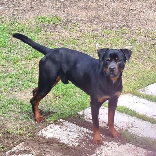 Patentino per i possessori di cani, "Associazioni del territorio non coivolte" Patentino per i possessori di cani, "Associazioni del territorio non coivolte"